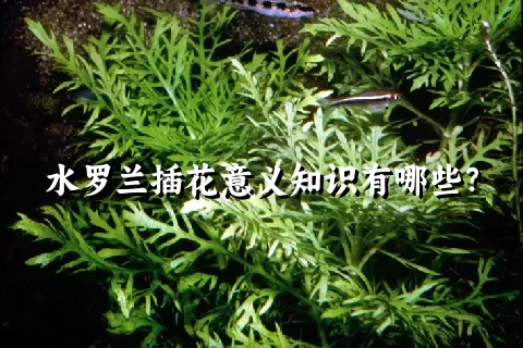 水罗兰插花意义知识有哪些？