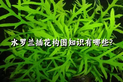 水罗兰插花构图知识有哪些？