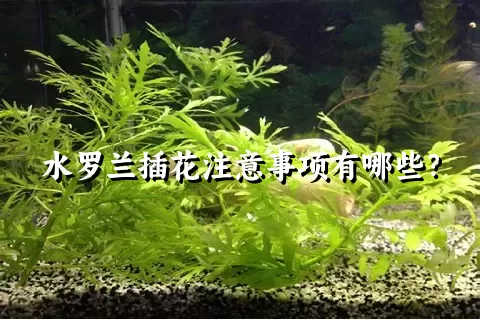 水罗兰插花注意事项有哪些？