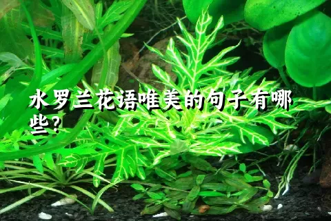 水罗兰花语唯美的句子有哪些？