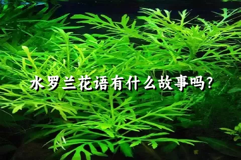 水罗兰花语有什么故事吗？