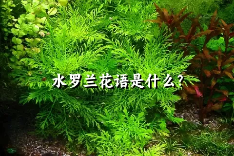 水罗兰花语是什么？