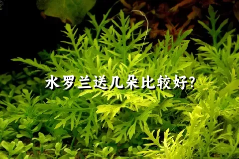 水罗兰送几朵比较好？