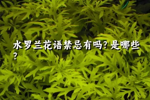 水罗兰花语禁忌有吗？是哪些？