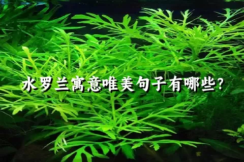 水罗兰寓意唯美句子有哪些？