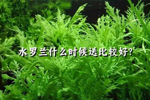 水罗兰什么时候送比较好？