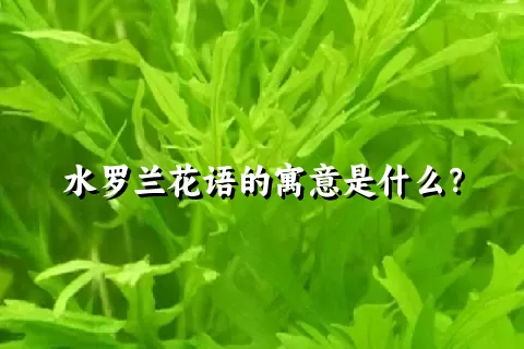 水罗兰花语的寓意是什么？