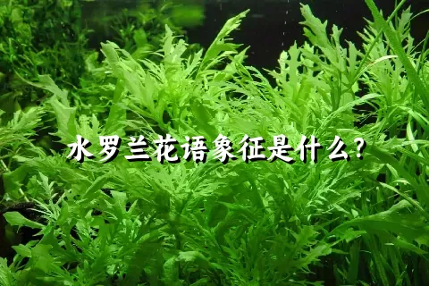 水罗兰花语象征是什么？