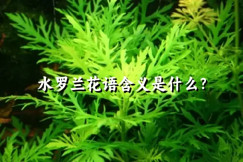 水罗兰花语含义是什么？