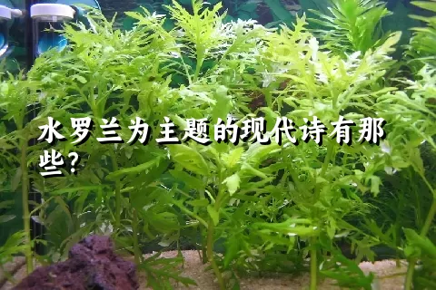 水罗兰为主题的现代诗有那些？