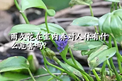 雨久花在室内养对人体有什么危害吗？