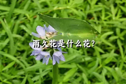 雨久花是什么花？