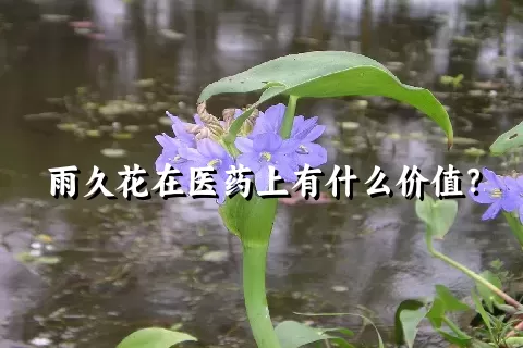 雨久花在医药上有什么价值？