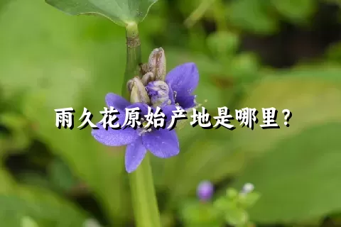 雨久花原始产地是哪里？