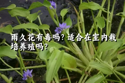 雨久花有毒吗？适合在室内栽培养殖吗？