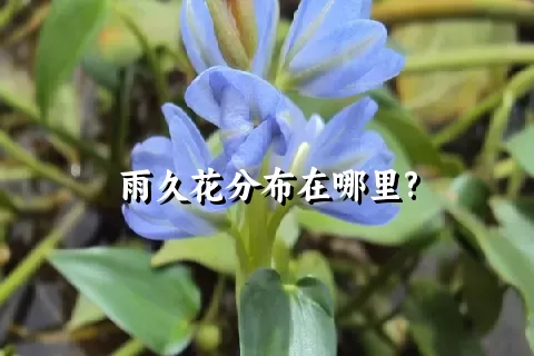 雨久花分布在哪里?