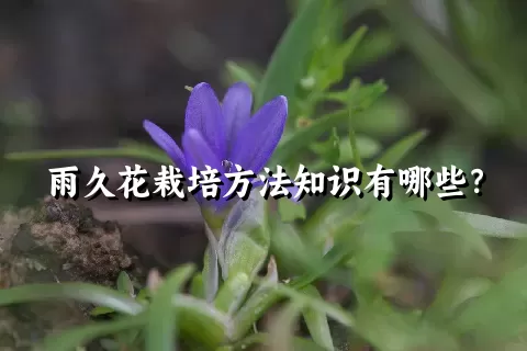 雨久花栽培方法知识有哪些？