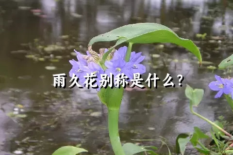 雨久花别称是什么？