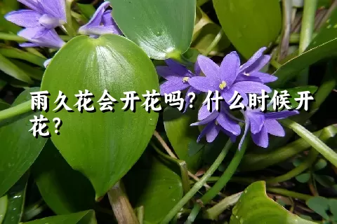 雨久花会开花吗？什么时候开花？