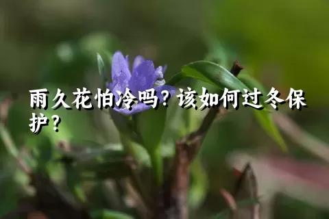 雨久花怕冷吗？该如何过冬保护？