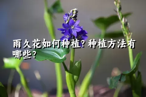 雨久花如何种植？种植方法有哪些？