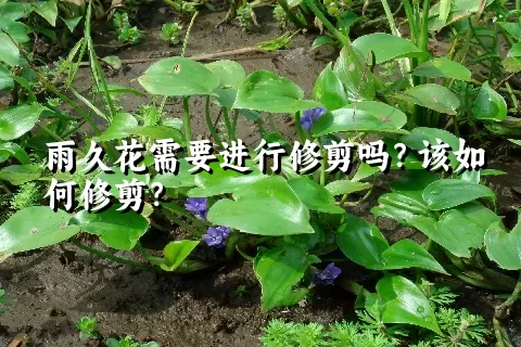 雨久花需要进行修剪吗？该如何修剪？