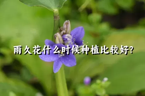 雨久花什么时候种植比较好？