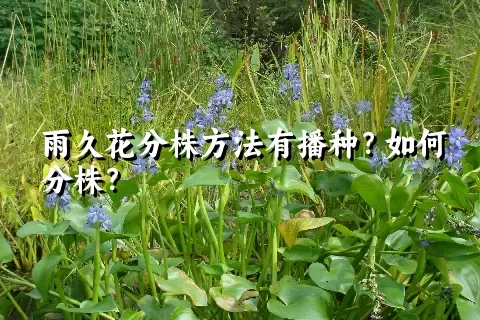 雨久花分株方法有播种？如何分株？