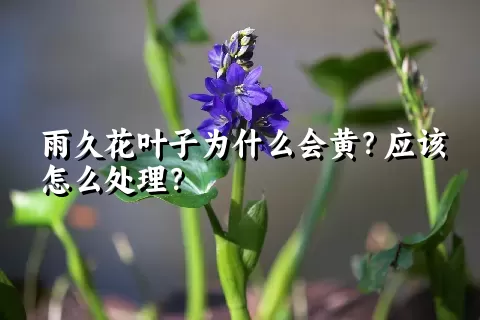 雨久花叶子为什么会黄？应该怎么处理？