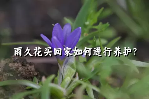 雨久花买回家如何进行养护？