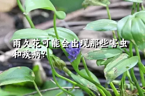 雨久花可能会出现那些害虫和疾病？