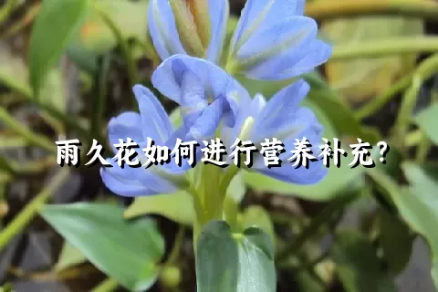 雨久花如何进行营养补充？