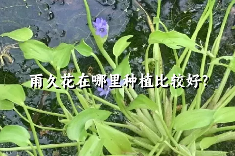 雨久花在哪里种植比较好？