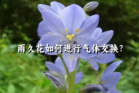 雨久花如何进行气体交换？