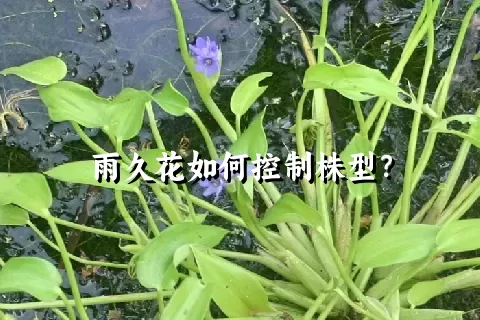 雨久花如何控制株型？