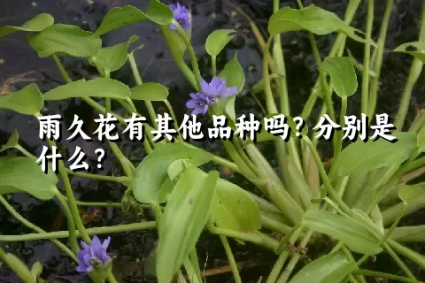 雨久花有其他品种吗？分别是什么？