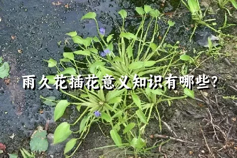 雨久花插花意义知识有哪些？