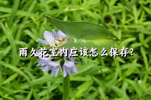 雨久花室内应该怎么保存？