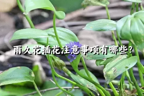 雨久花插花注意事项有哪些？