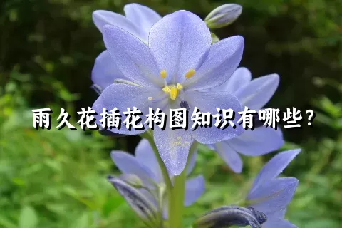 雨久花插花构图知识有哪些？