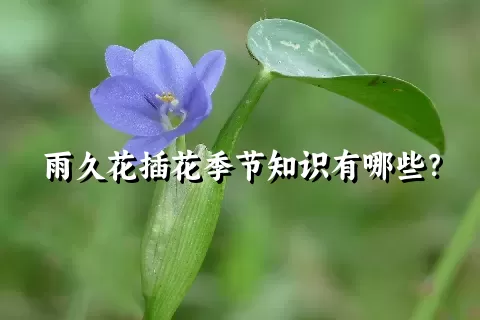 雨久花插花季节知识有哪些？