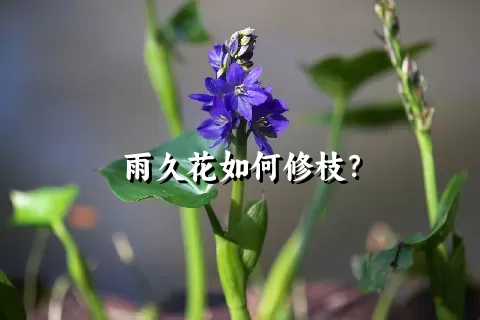 雨久花如何修枝？