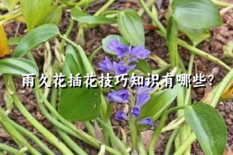 雨久花插花技巧知识有哪些？