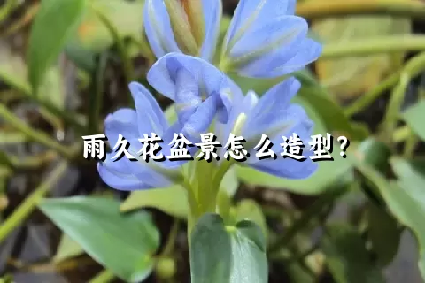 雨久花盆景怎么造型？