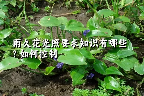 雨久花光照要求知识有哪些？如何控制