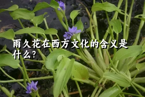 雨久花在西方文化的含义是什么？