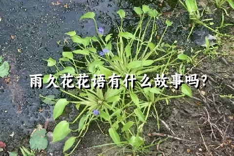 雨久花花语有什么故事吗？