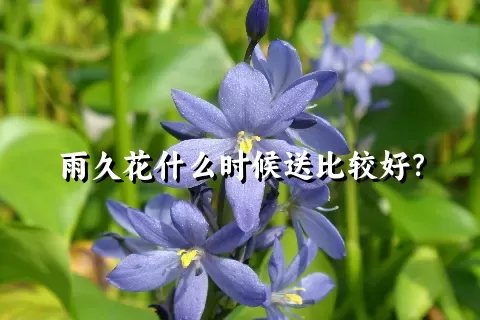 雨久花什么时候送比较好？