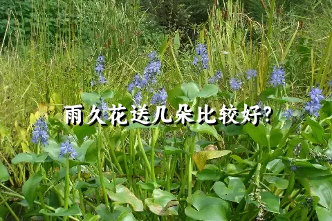 雨久花送几朵比较好？