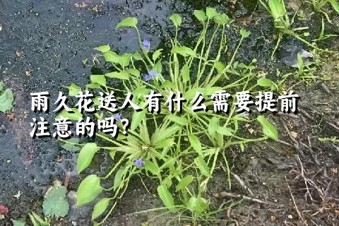 雨久花送人有什么需要提前注意的吗？